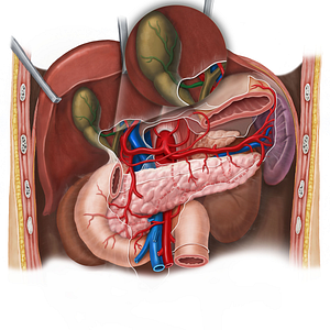 Cystic artery (#1099)