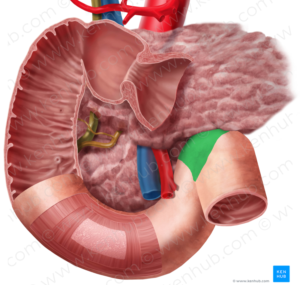 Duodenojejunal flexure (#3708)