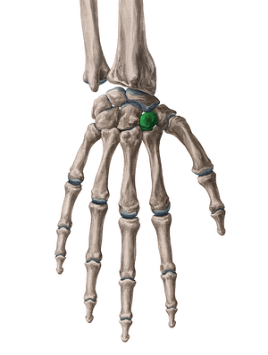 Trapezoid bone (#7570)