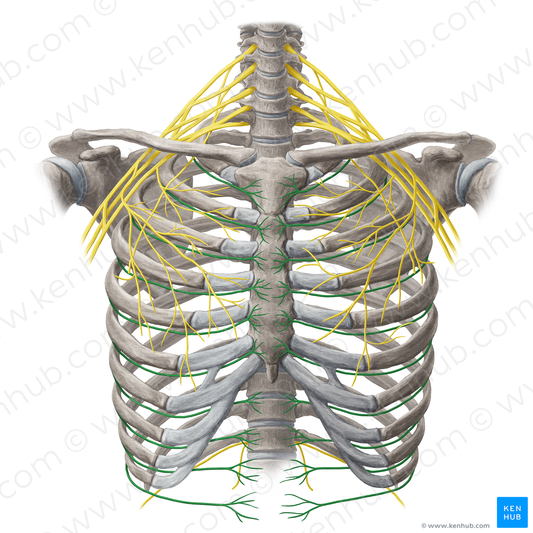 Intercostal nerve (#20111)