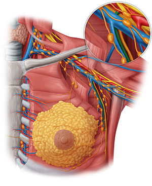 Lateral thoracic artery (#1923)