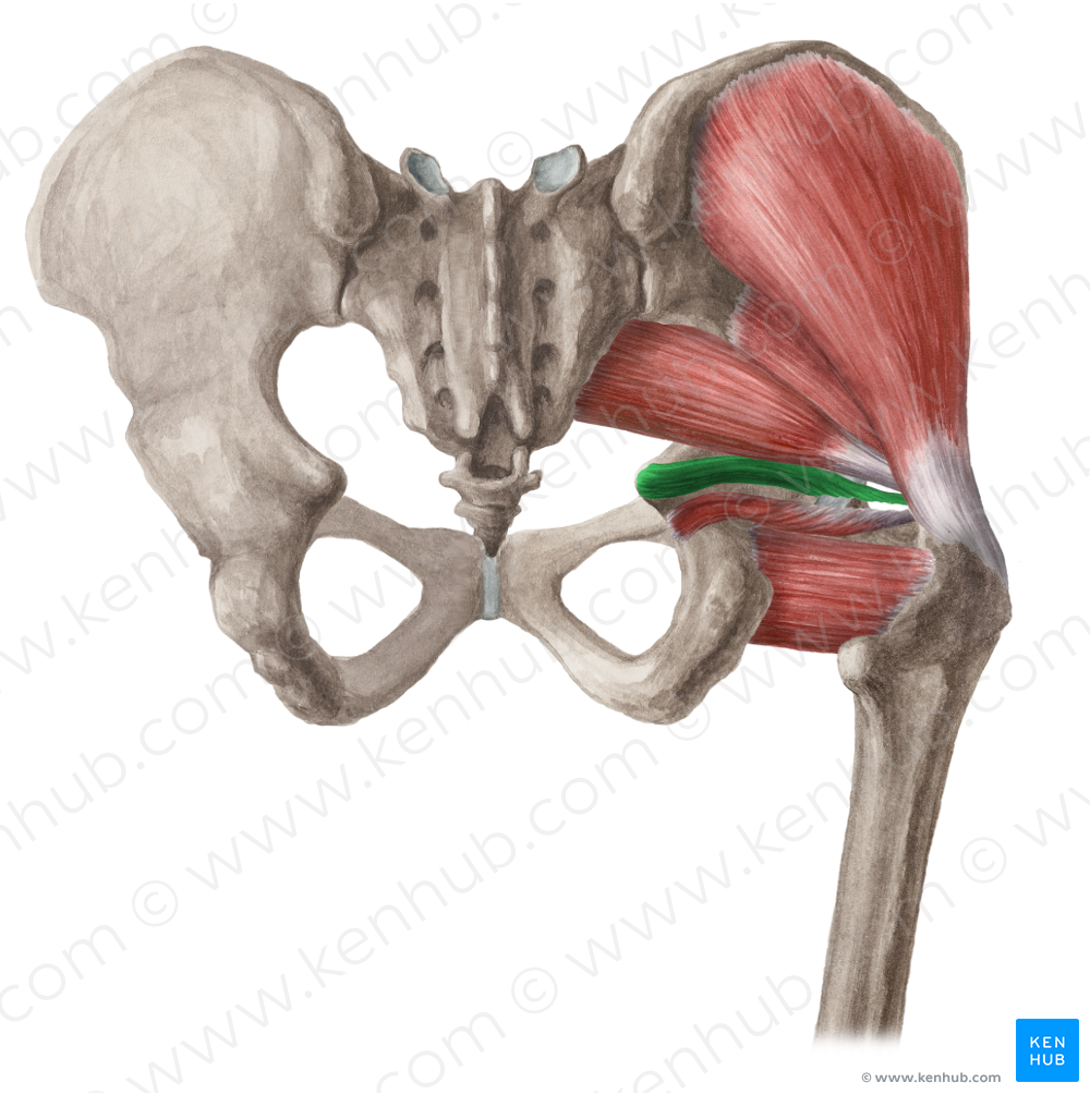 Superior gemellus muscle (#5400)