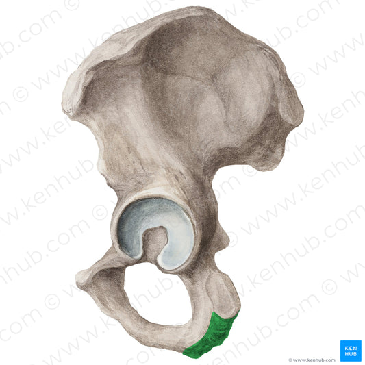 Ischial tuberosity (#20279)