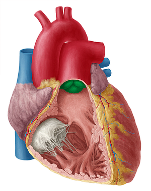 Pulmonary valve (#9913)