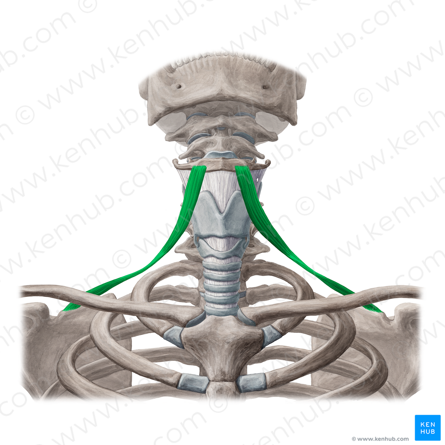 Omohyoid muscle (#5684)