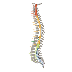 Spinal nerve T10 (#16432)