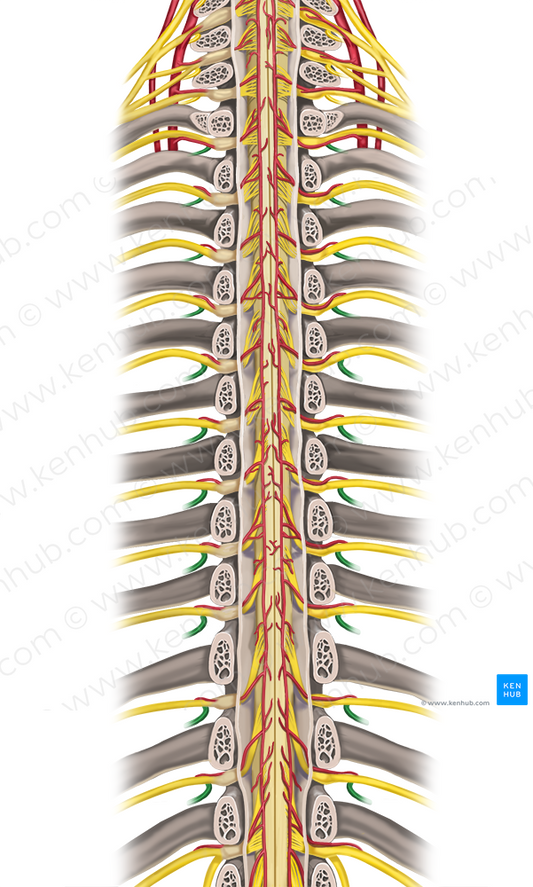 Posterior rami of spinal nerves T1-T12 (#8549)