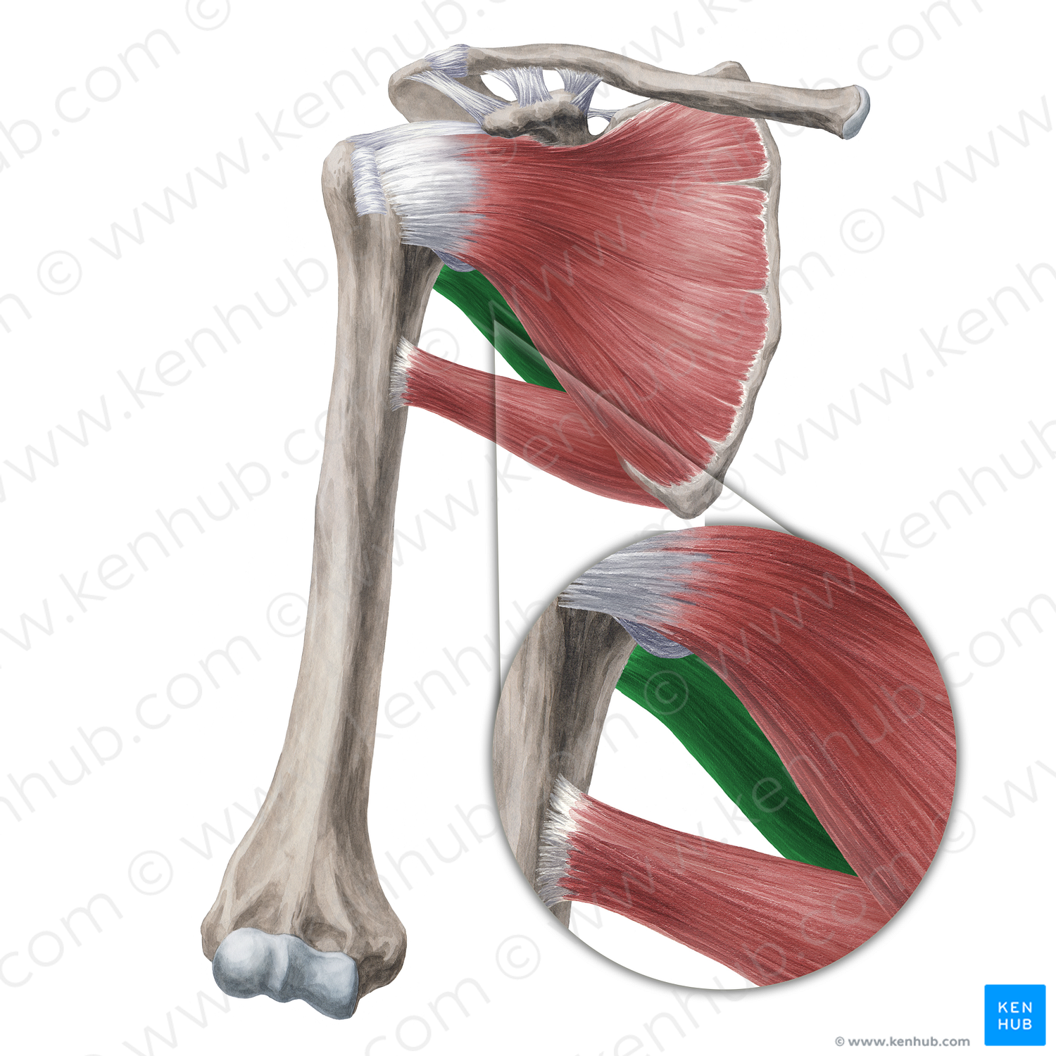 Teres minor muscle (#20000) – Kenhub Image License Store