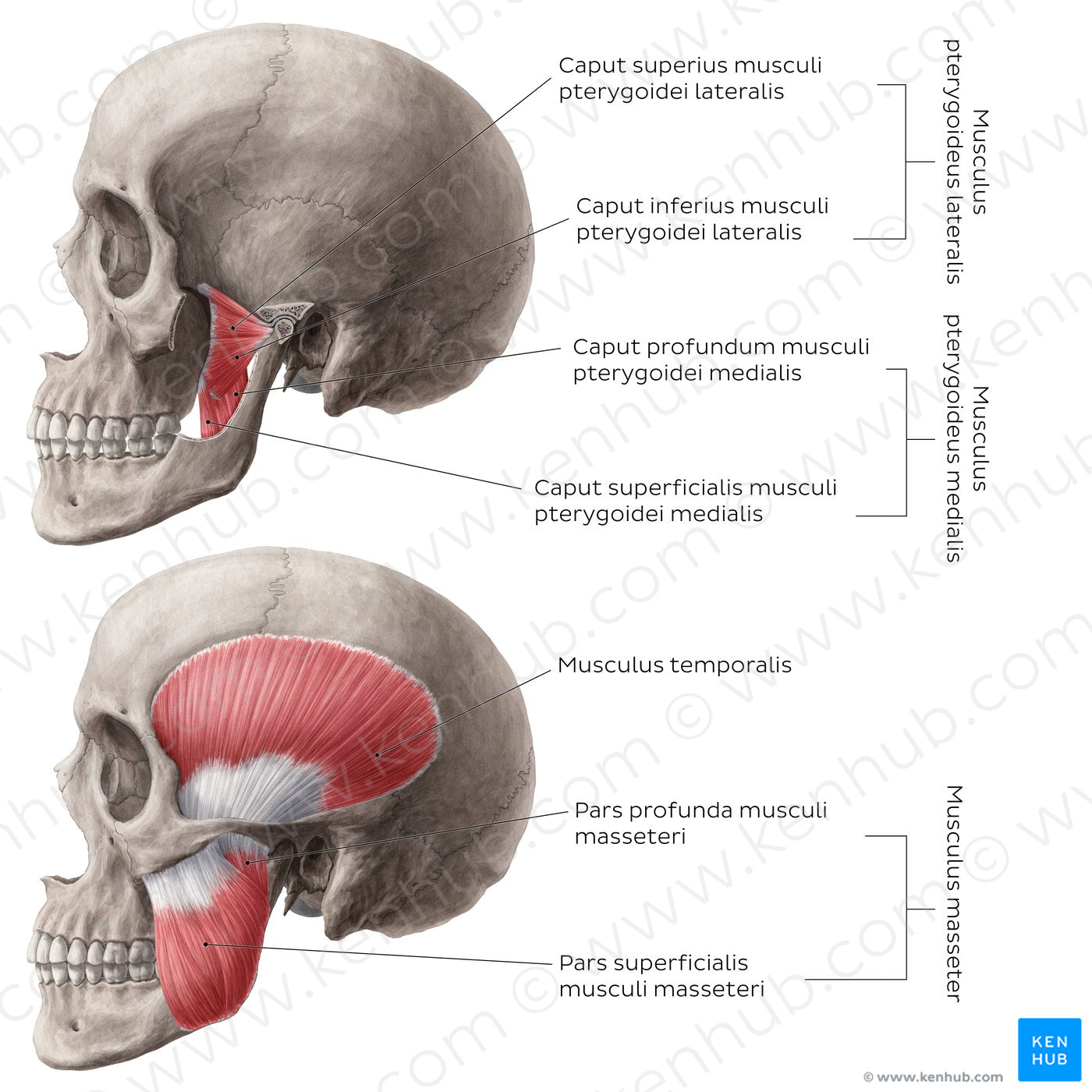 Muscles of mastication (Latin)