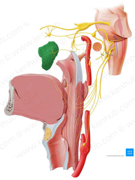 Parotid gland (#4079)