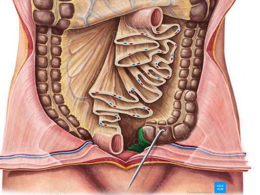 Rectum (#8870)