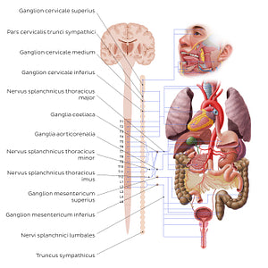 Autonomic nervous system - sympathetic nervous system (Latin)