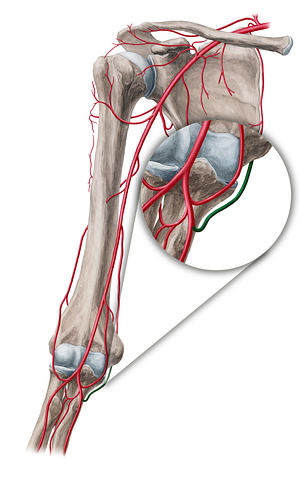 Posterior ulnar recurrent artery (#18941)