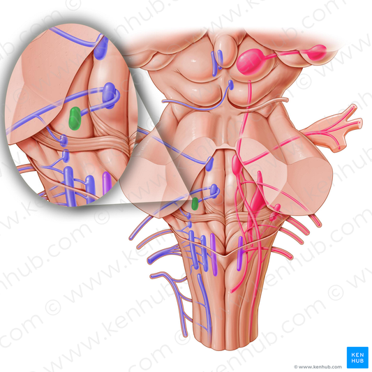 Motor nucleus of facial nerve (#7221)