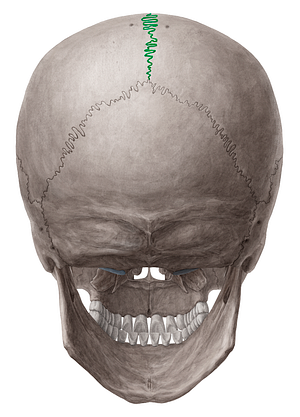 Sagittal suture (#9381)