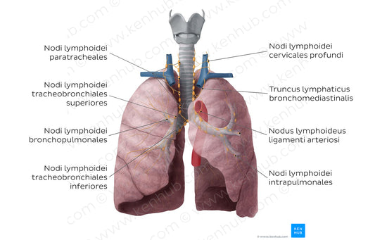 Lymphatics of the lungs (Latin)