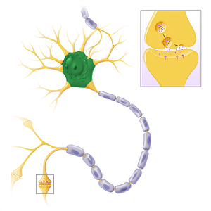 Nerve cell body (#14462)