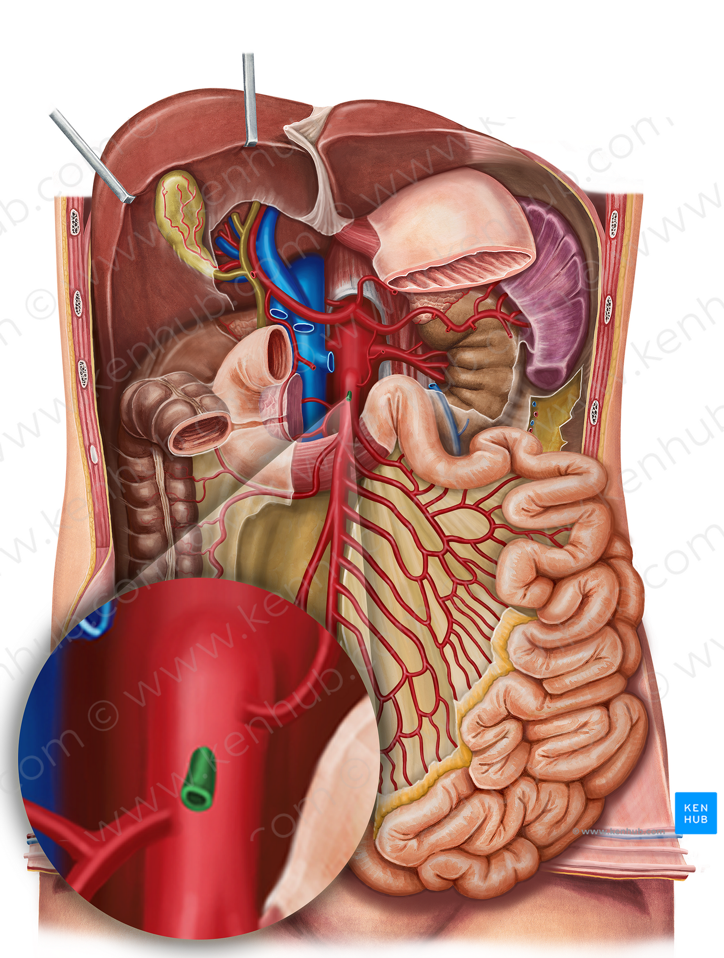 Middle colic artery (#1053)