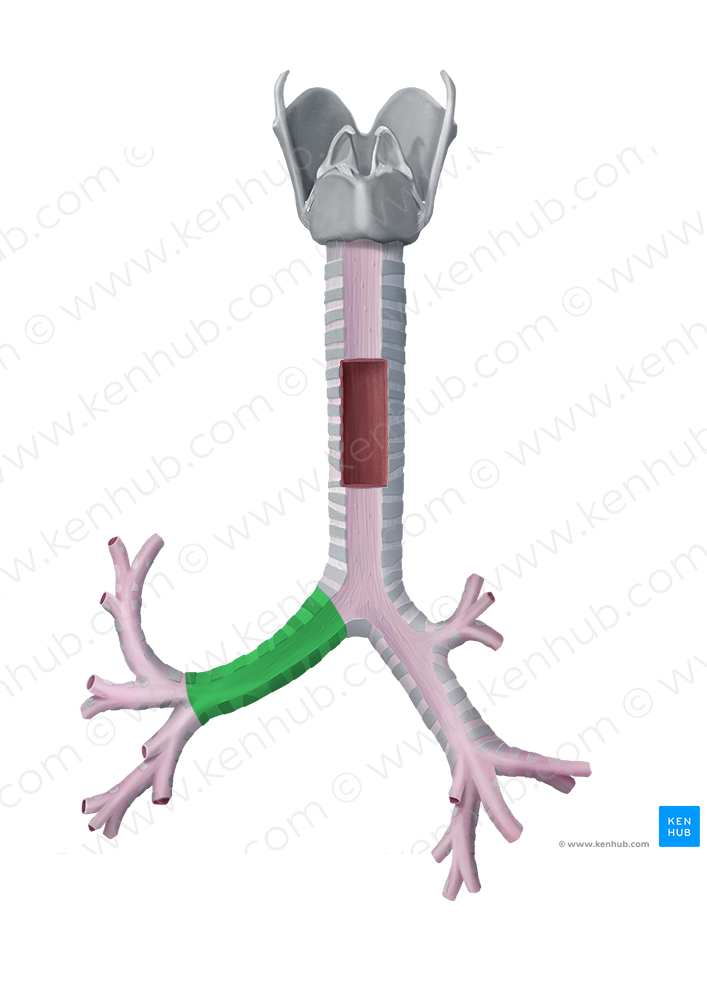 Left main bronchus (#2241)