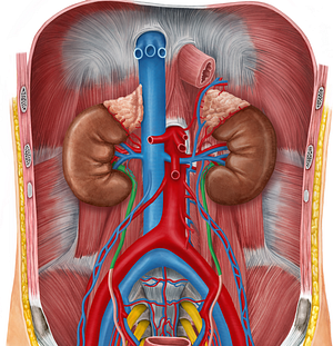 Abdominal part of ureter (#7656)