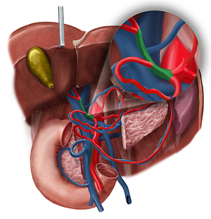 Proper hepatic artery (#1358)