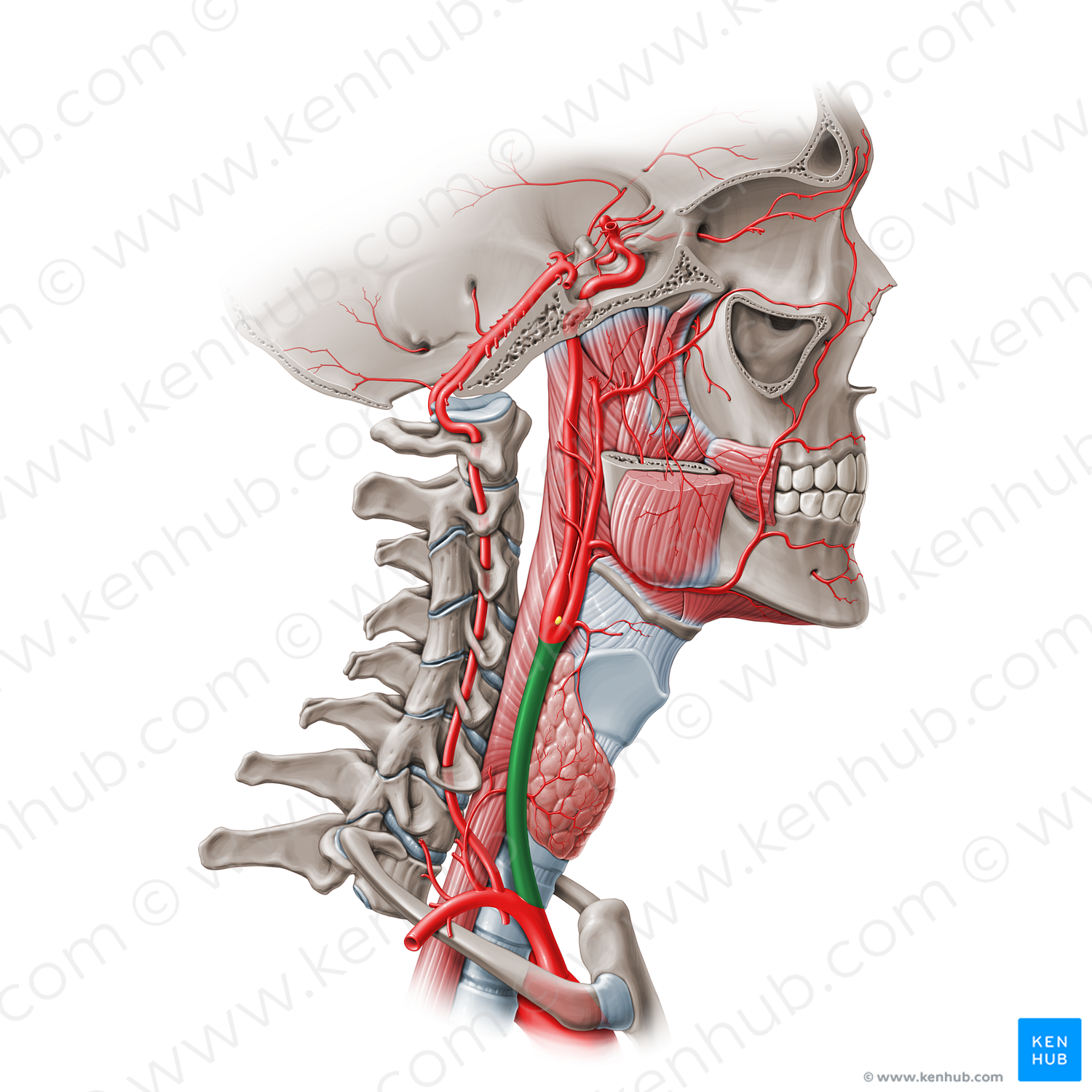 Common carotid artery (#935)