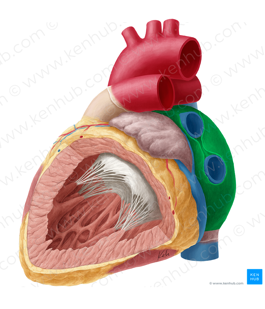 Left atrium of heart (#2114)