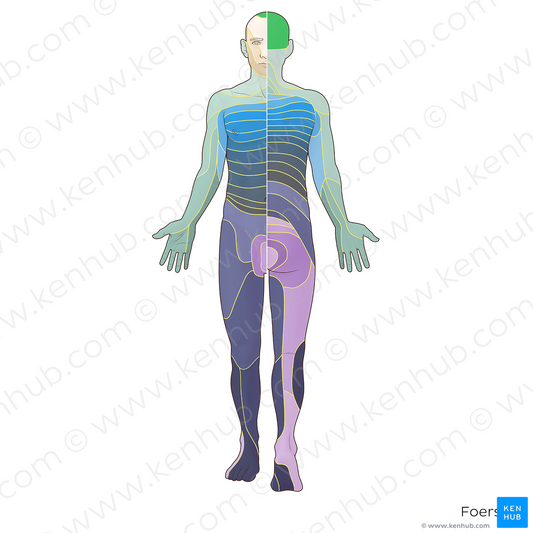 C2 dermatome (#20896)