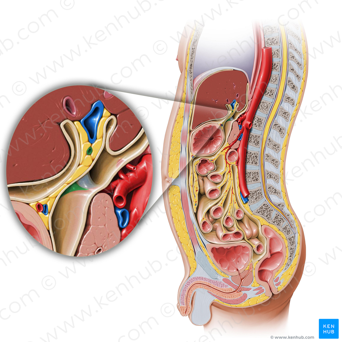 Proper hepatic artery (#1351)