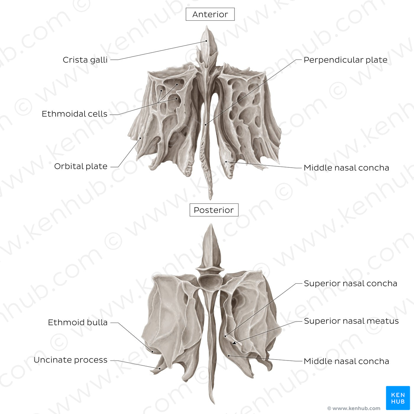Ethmoid bone (anterior and posterior views) (English)