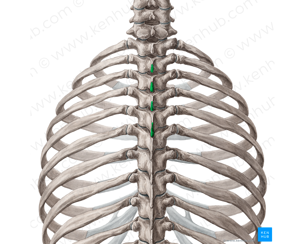 Spinous processes of vertebrae T2-T5 (#8273)