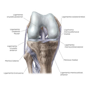 Knee joint: Intracapsular ligaments and menisci (anterior view) (Spanish)