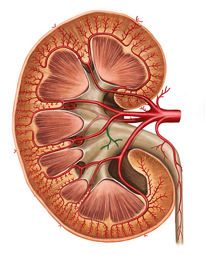 Pelvic branches of renal artery (#8772)