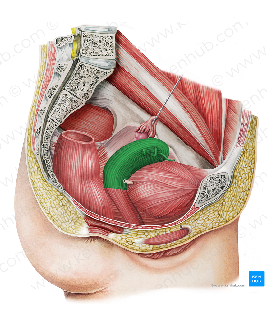 Uterus (#9865)