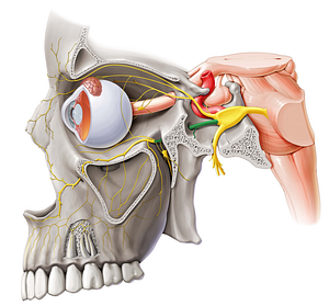 Maxillary nerve (#6560)