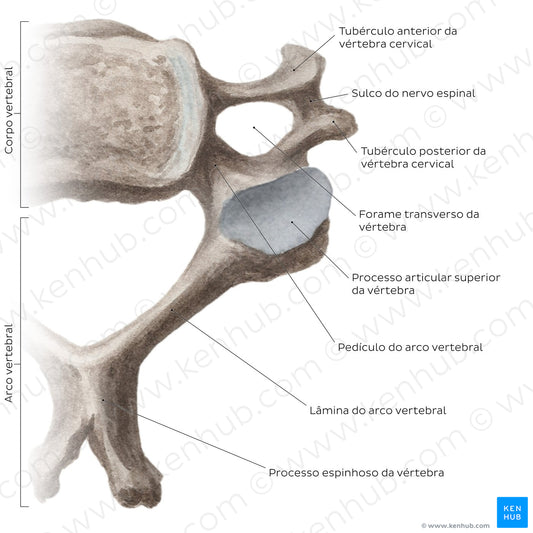 Cervical spine bones and ligaments: typical cervical vertebra (Portuguese)