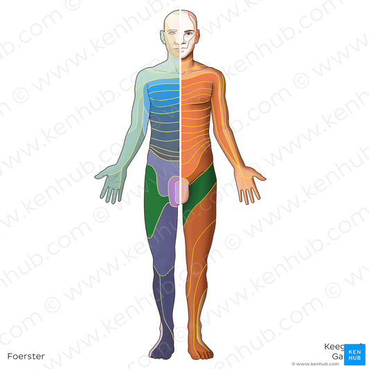 L2 dermatome (#20791)