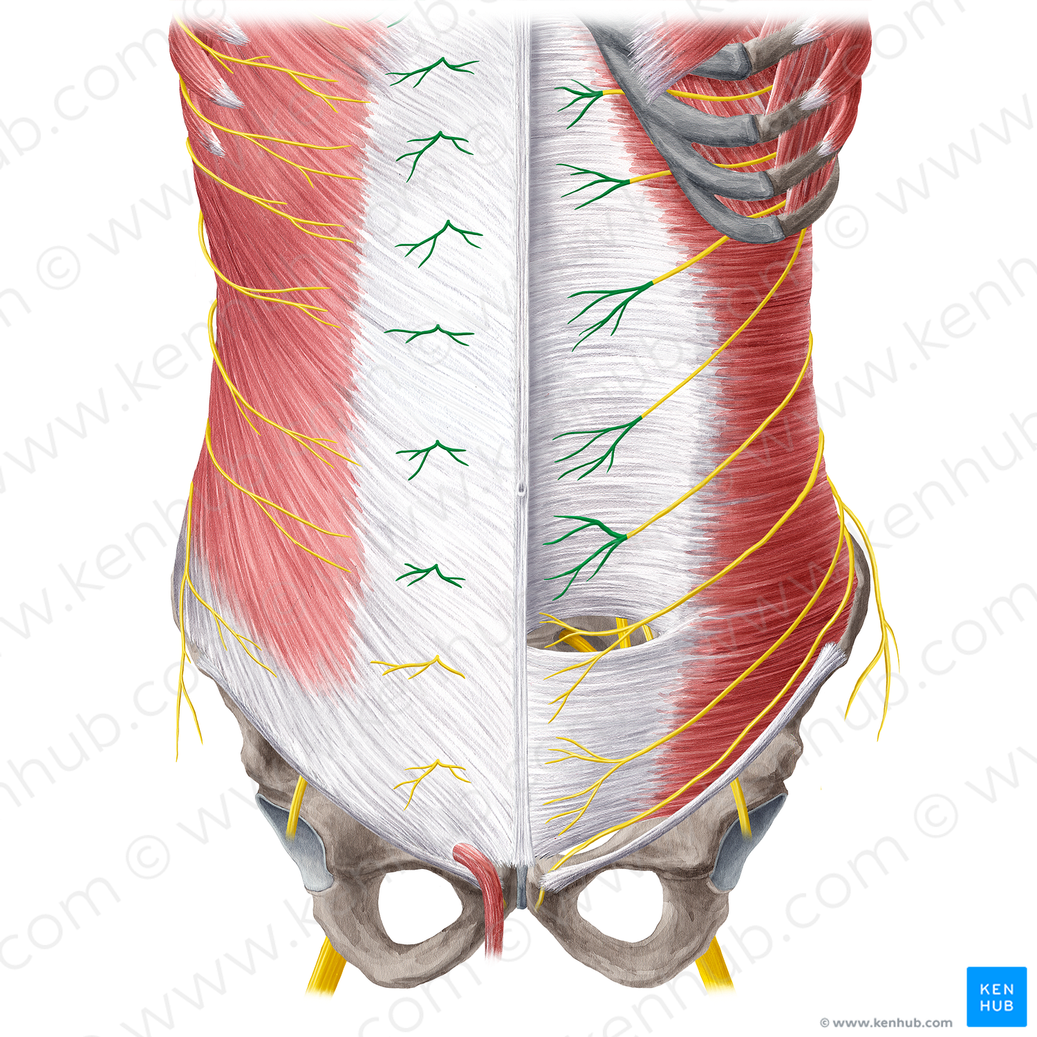 Anterior cutaneous branch of intercostal nerve (#21566)