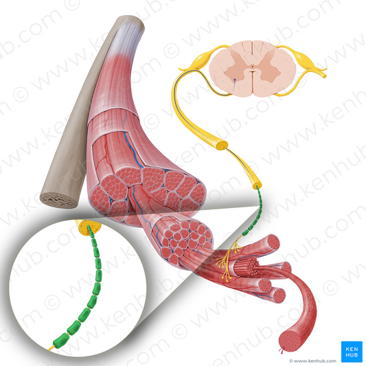 Myelin sheath of motor neuron (#17248)