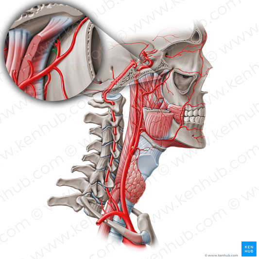 Pharyngeal branch of maxillary artery (#1628)
