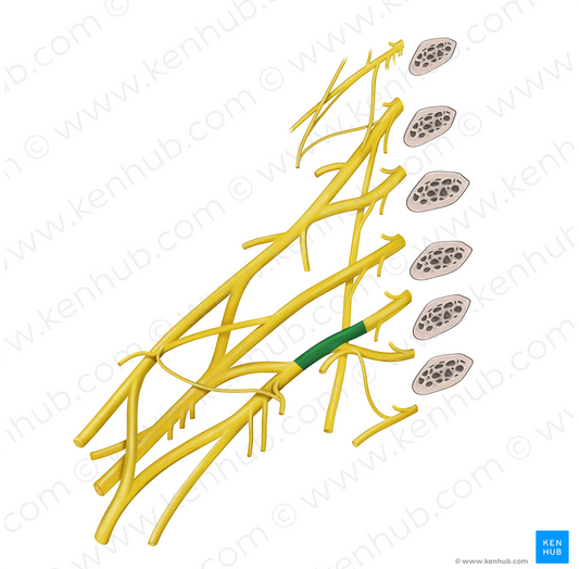 Inferior trunk of brachial plexus (#9620)