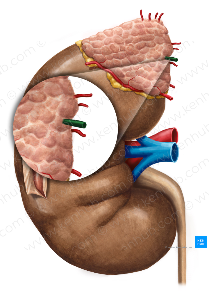 Suprarenal vein (#10620)