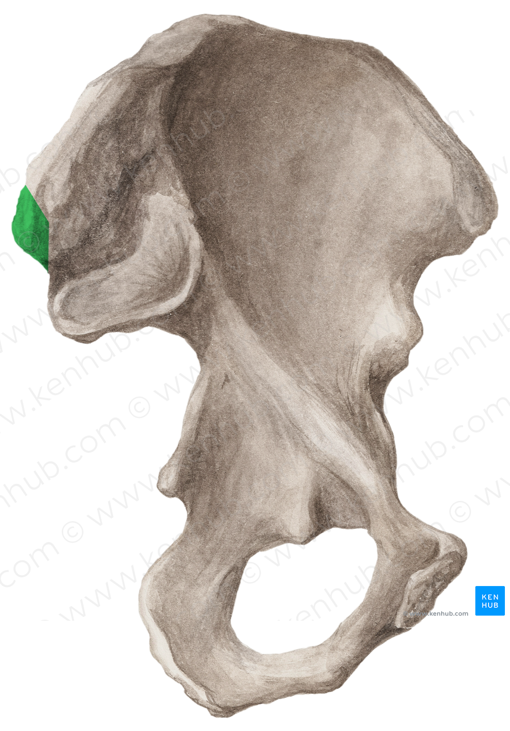 Posterior superior iliac spine (#9100)