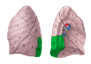 Posterior basal segment of left lung (#20704)