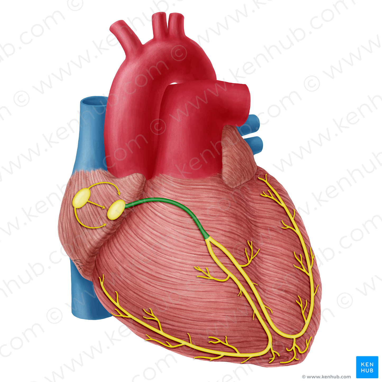 Atrioventricular bundle (of His) (#20323)