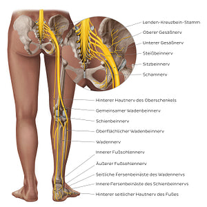 Sciatic nerve and its branches (German)