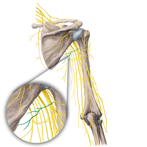 Nerve to teres minor muscle (#21762)