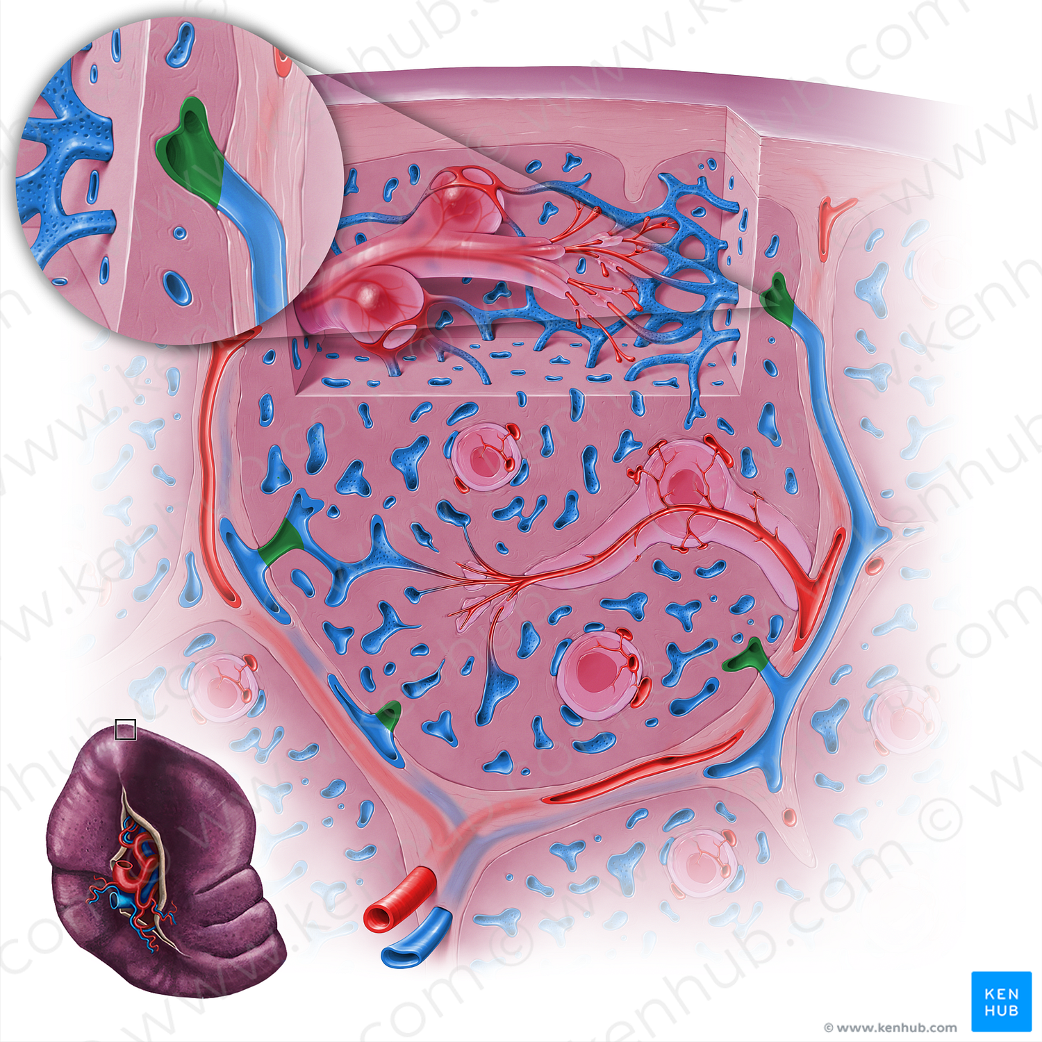 Red pulp vein (#18136)