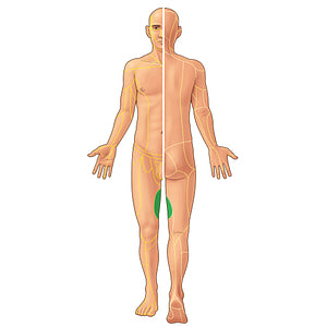 Obturator nerve (#21893)