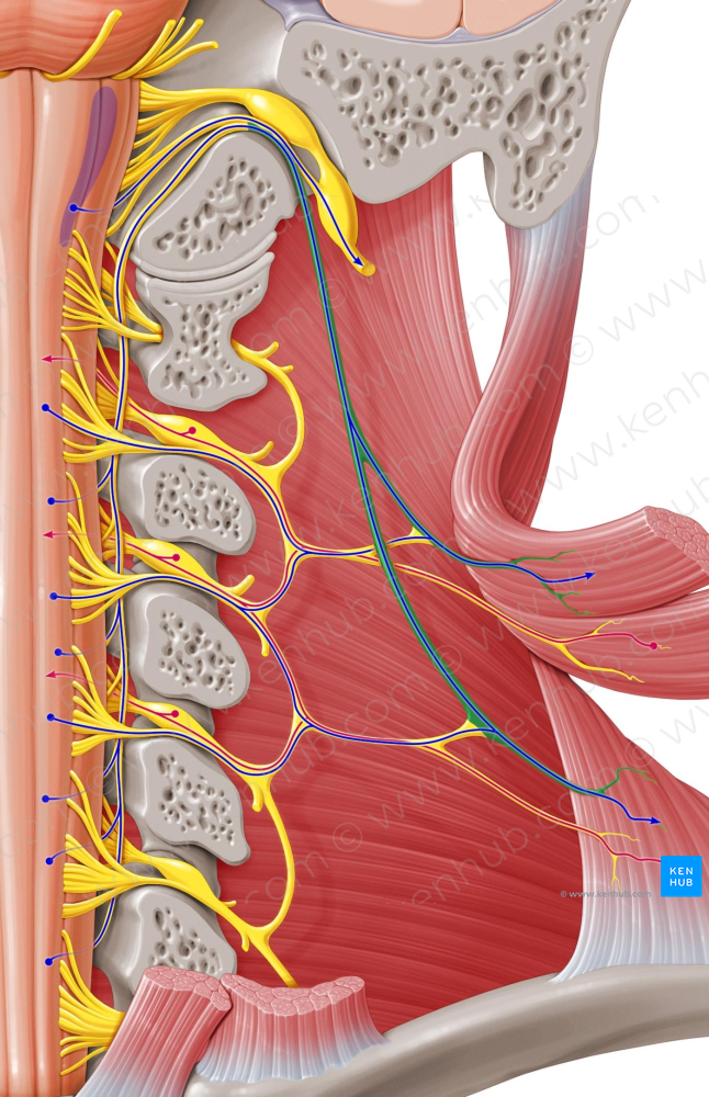 Accessory nerve (#6296)